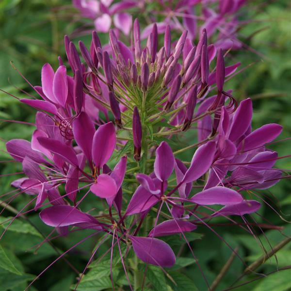 violet queen spider plant Cleome SPIDER FLOWER 'VIOLET QUEEN' – Ferri Seeds
