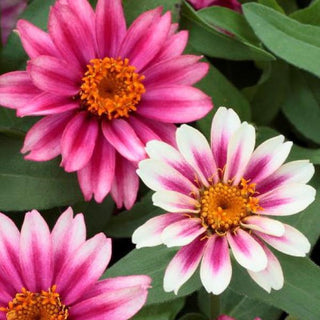 Zinnia elegans <br>ZINNIA PROFUSION DOUBLE CHERRY BICOLOR