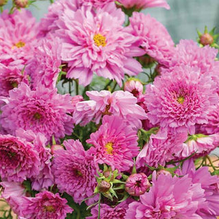 Cosmos bipinnatus <br>BONBON DOUBLE COSMOS