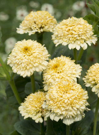 Zinnia elegans <br>CRESTO CREAM ZINNIA