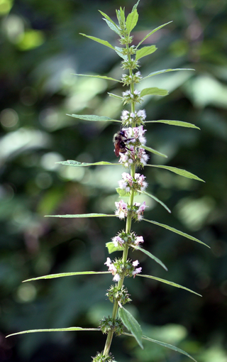 Leonurus japonicus alba <br>WHITE-FLOWER CHINESE MOTHERWORT