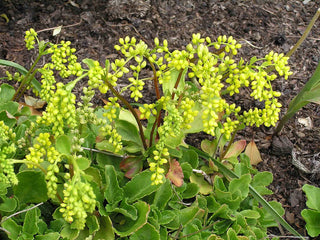 Chiastophyllum oppositifolium <br>SOLAR YELLOW