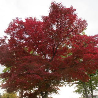 Acer palmatum atropurpureum RED JAPANESE MAPLE