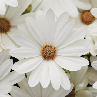 Osteospermum ecklonis <br>AFRICAN DAISY AKILA WHITE