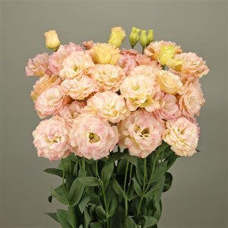 Eustoma grandiflorum <br>LISIANTHUS RUFFLED CHAMPAGNE