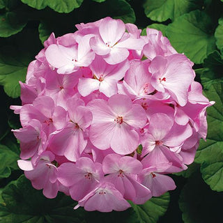 Pelargonium <br>GERANIUM LAVENDER RINGO 2000