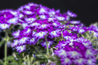 Verbena hybrida <br>VERBENA MIX