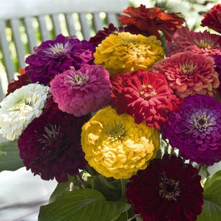 Zinnia elegans <br>GIANT ZINNIA BENARY MIX