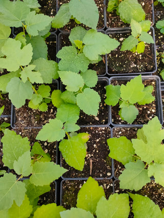 Ficus carica <br>HARDY FIG