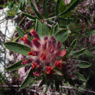 Anthyllis vulneraria coccinea <br>RED KIDNEY VETCH, LADY'S FINGERS