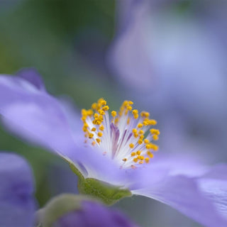 Abutilon vitifolium FLOWERING MAPLE BLUE