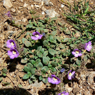 Chaenorhinum origanifolium <br>BLUE DWARF SNAPDRAGON