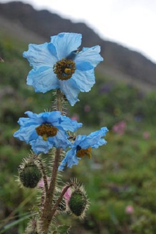 Meconopsis rudis <br>BLUE POPPY