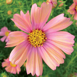 Cosmos bipinnatus <br>COSMOS 'APRICOT LEMONADE'