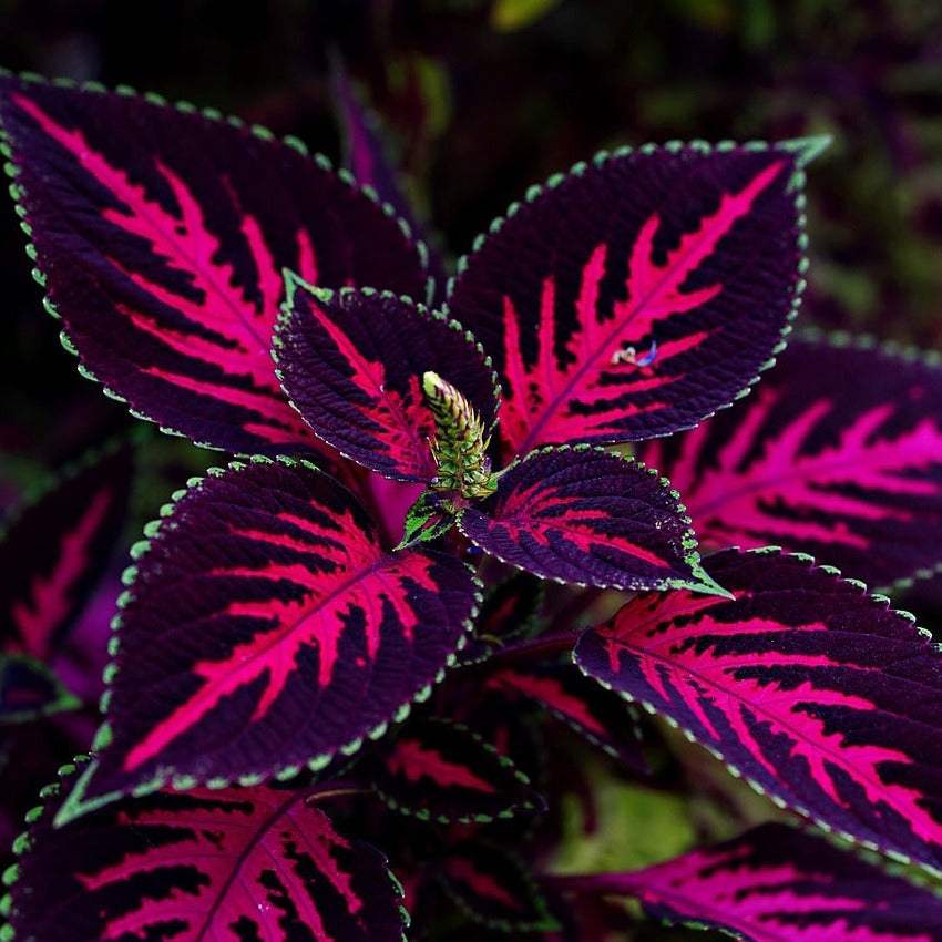 COLEUS 'MESMERIZE CHOCOLATE' – Ferri Seeds