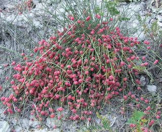 Ephedra distachya ssp. helvetica <br>SWISS EPHEDRA