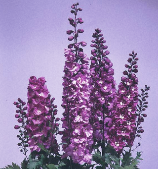 Delphinium <br>DELPHINIUM FOUNTAINS LILAC PINK WITH WHITE BEE