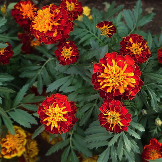 Tagetes patula <br>MARIGOLD SUPER HERO SPRY