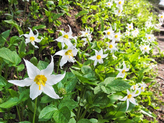 AVALANCHE LILY, WHITE TROUT LILY <br>Erythronium montanum
