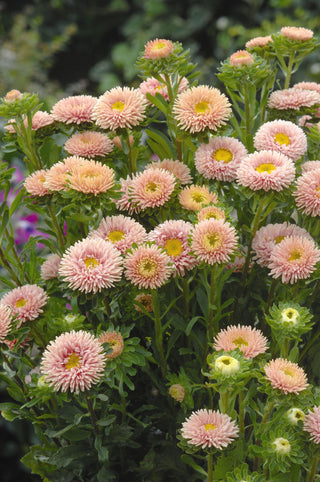 Callistephus chinensis <br>ASTER APRICOT MATSUMOTO