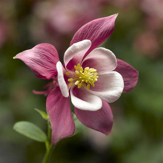Aquilegia caerulea <br>KIRIGAMI COLUMBINE UPRIGHT FLOWERS ROSE PINK