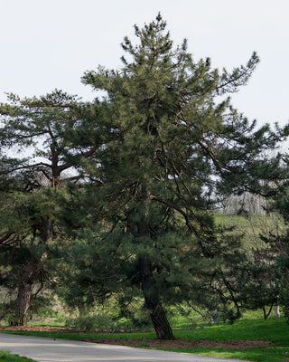 JAPANESE BLACK PINE <br>Pinus thunbergii