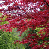 SHOJO JAPANESE MAPLE Acer palmatum amoenum shojo