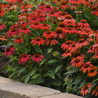 Echinacea hybrida <br>ARTISAN RED OMBRE CONEFLOWER