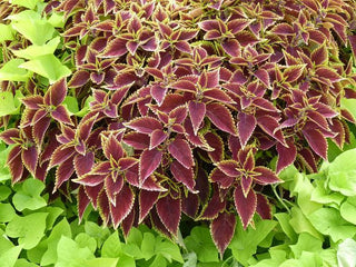 Coleus blumei <br>COLEUS 'RUBY SUN'