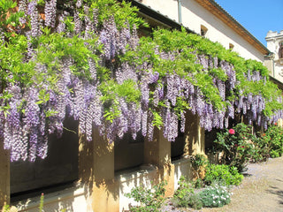 Wisteria floribunda <br>JAPANESE WISTERIA