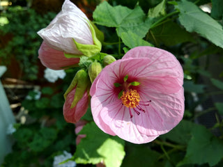 Abutilon striatum <br>FLOWERING MAPLE MIX, LARGE VEINED