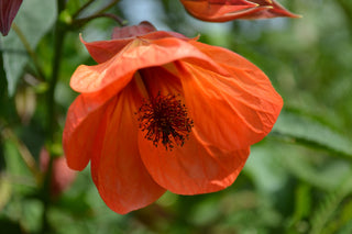 Abutilon striatum <br>FLOWERING-MAPLE LARGE FLOWERS