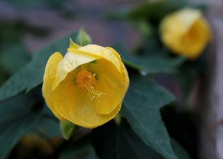 Abutilon striatum <br>FLOWERING-MAPLE LARGE FLOWERS