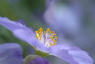 Abutilon vitifolium <br>FLOWERING MAPLE BLUE