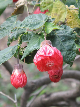 Abutilon striatum <br>FLOWERING-MAPLE LARGE FLOWERS