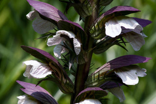 Acanthus mollis <br>BEAR'S BRITCHES