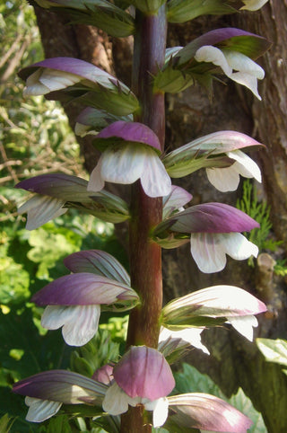 Acanthus mollis <br>BEAR'S BRITCHES