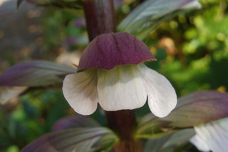 Acanthus mollis <br>BEAR'S BRITCHES