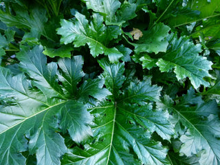 Acanthus mollis <br>BEAR'S BRITCHES