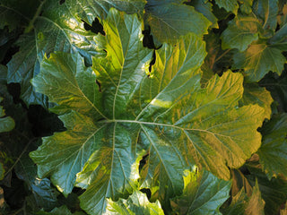 Acanthus mollis <br>BEAR'S BRITCHES