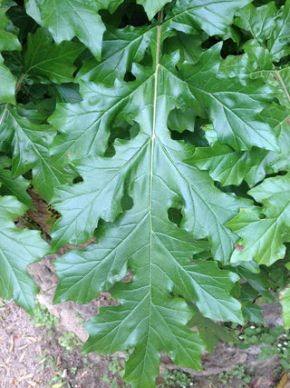 Acanthus mollis <br>BEAR'S BRITCHES