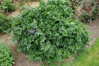 Acanthus spinosus <br>SPINY BEAR'S BRITCHES