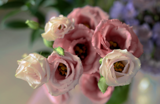 Eustoma grandiflorum <br>LISIANTHUS CHAMPAGNE