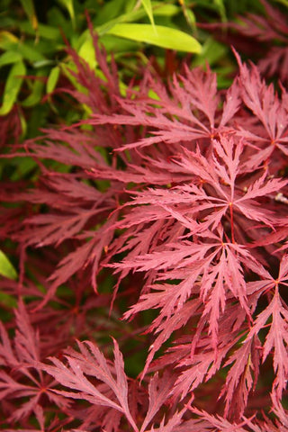 Acer palmatum <br>RED CUTLEAF JAPANESE MAPLE