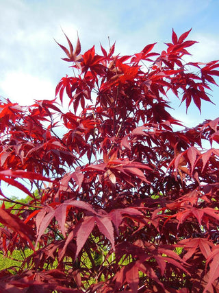 Acer palmatum atropurpureum <br>RED JAPANESE MAPLE