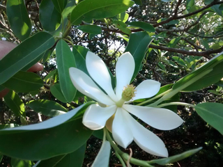 Magnolia virginiana <br>NORTHERN MAGNOLIA SWEETBAY