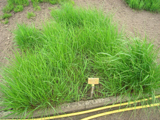 Achnatherum calamagrostis <br>SILVER SPIKE GRASS