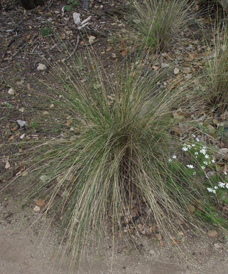 Achnatherum splendens <br>CHEE GRASS