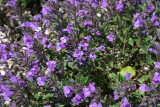 Linaria alpina <br>ALPINE TOADFLAX