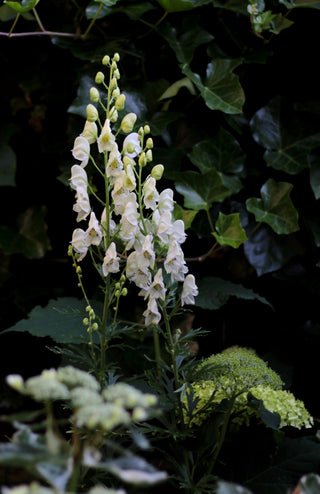 Aconitum napellus vulgare albidum <br>MONK'S HOOD WHITE WOLFSBANE